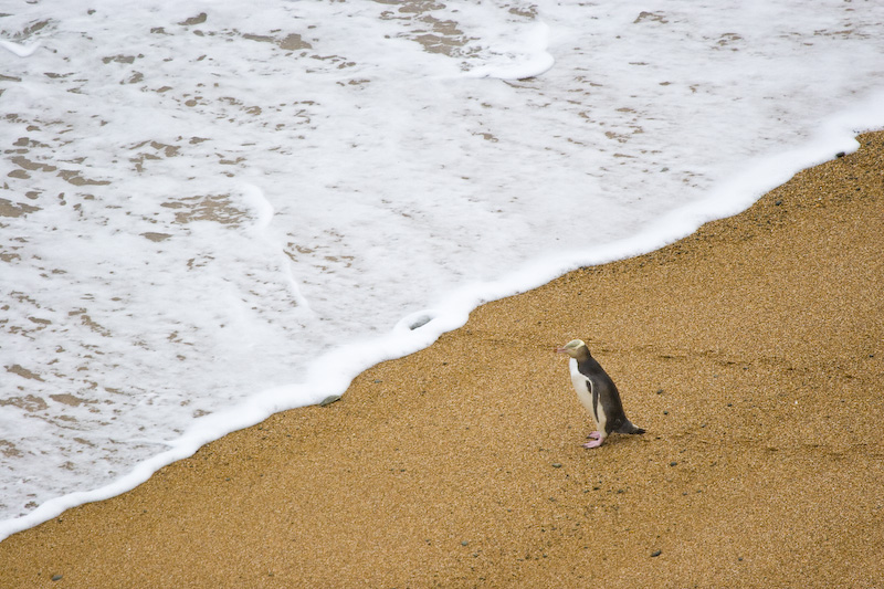 Yellow-Eyed Penguin On Beach